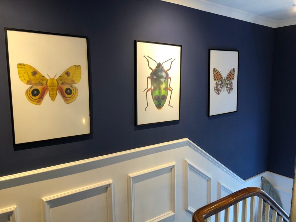 Three framed insect illustrations above white panelling on a dark blue staircase.